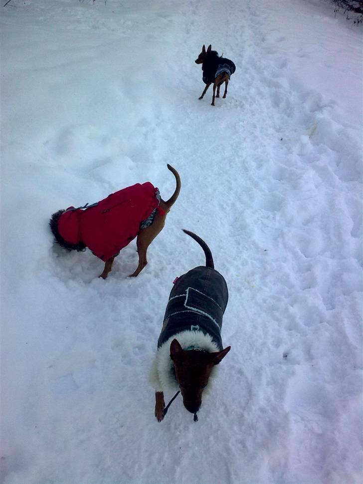 Dvaergpinscher Mia Maya aka.mejse sejse - maya rumle snoopy leger i sneen, mor,far,søn billede 9