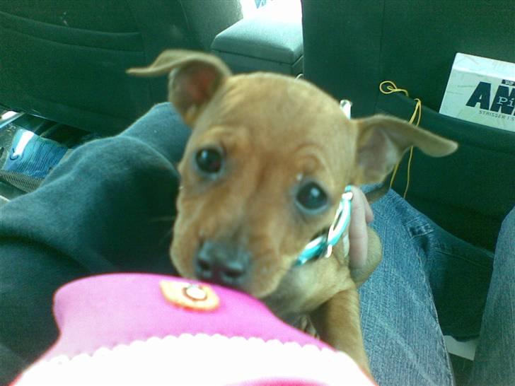 Dvaergpinscher Mia Maya aka.mejse sejse - 8 uger og på vej hjem til min nye mor billede 10