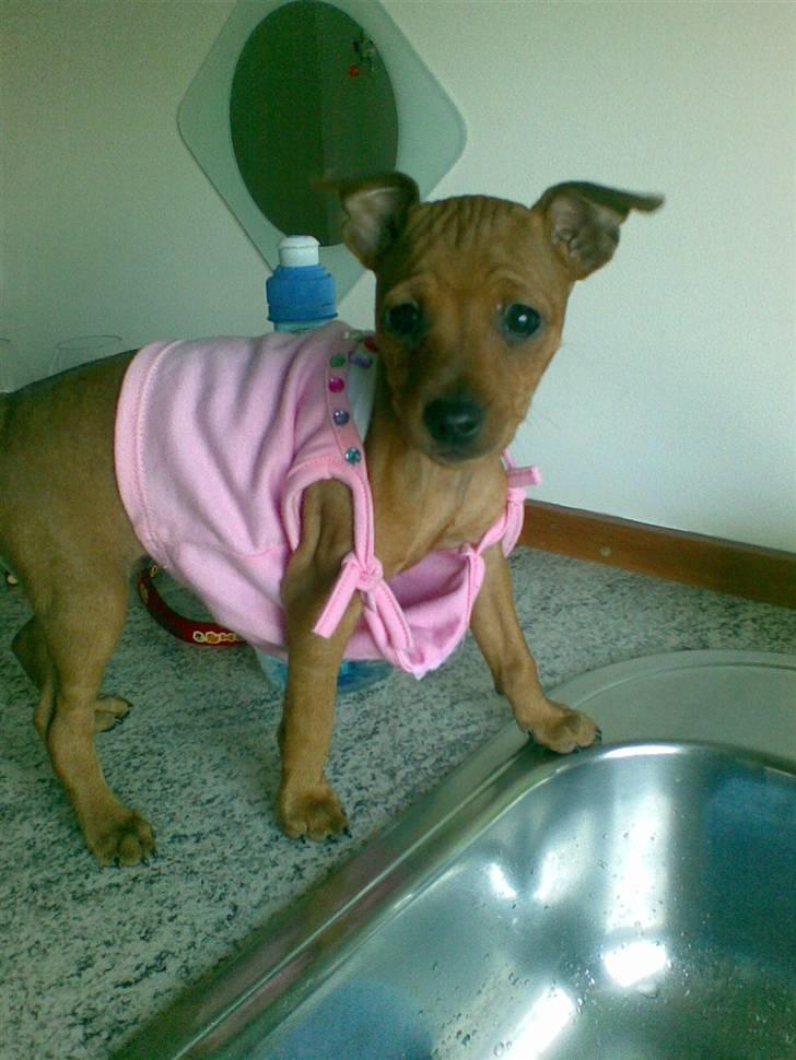 Dvaergpinscher Mia Maya aka.mejse sejse - lige kommet til mit nye hjem..mor kæbte lige en lille trøje til mig billede 11