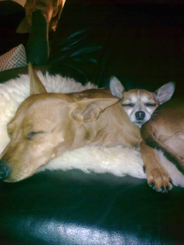 Dvaergpinscher Mia Maya aka.mejse sejse - maya snoopy og lille ginger i midten de snorksover billede 12