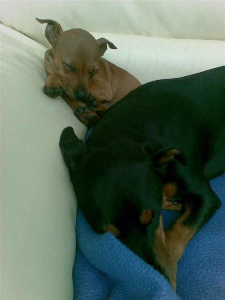 Dvaergpinscher Mia Maya aka.mejse sejse - lile mig sover ved storebror micki billede 13
