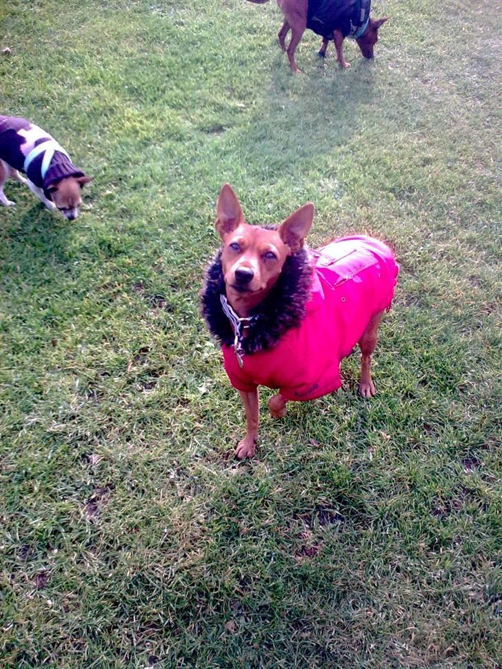 Dvaergpinscher Mia Maya aka.mejse sejse - ikke flere billeder mor aarrggg billede 14