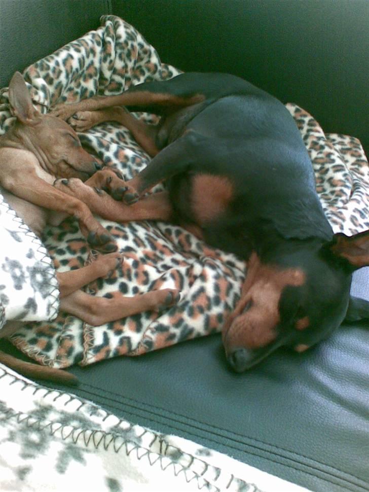 Dvaergpinscher Mia Maya aka.mejse sejse - tager lige en slapper med micki på sofaen deeejligt billede 15