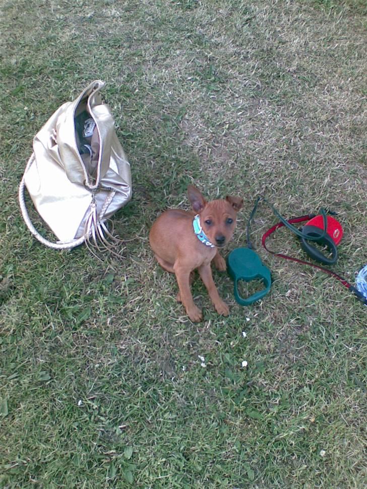 Dvaergpinscher Mia Maya aka.mejse sejse - se hvor lille jeg er ved siden af mors taske billede 16