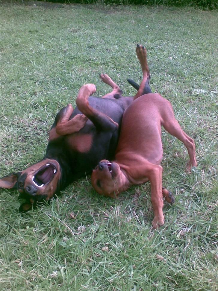 Dvaergpinscher Mia Maya aka.mejse sejse - elsker at lege med micki billede 17