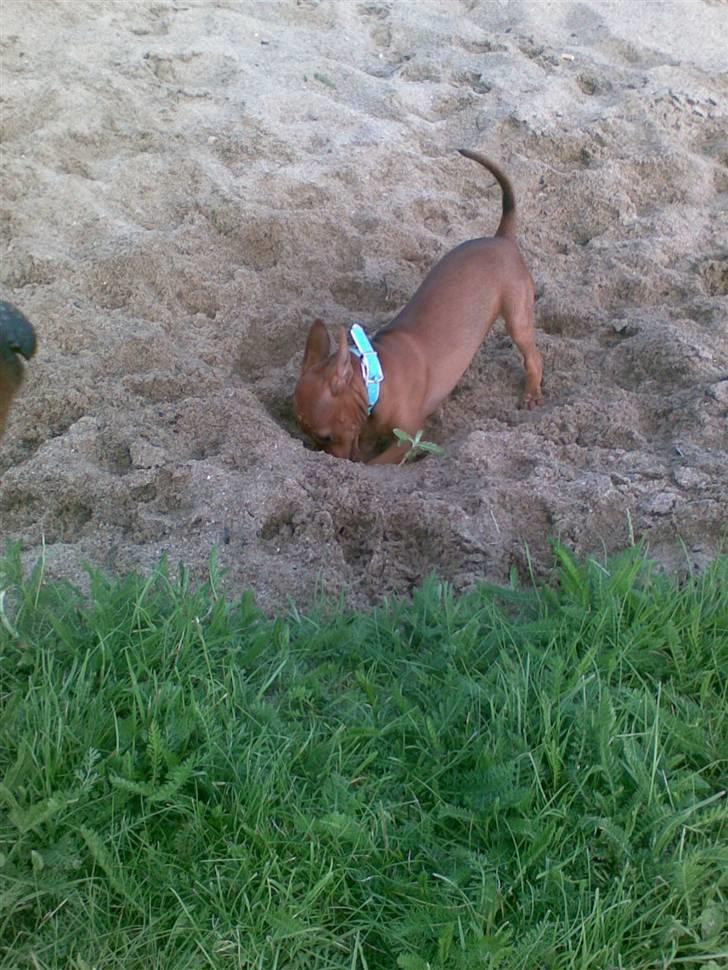 Dvaergpinscher Mia Maya aka.mejse sejse - jeg er bare super til at grave huller mega sjovt juuuubiiii billede 18