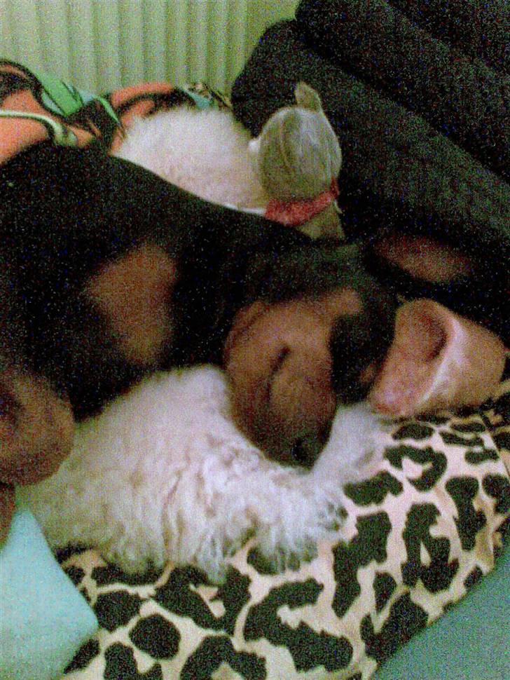 Dvaergpinscher Micki r.i.p mors prins aka-prinsen over alle prins - skøøønt med en slapper billede 11