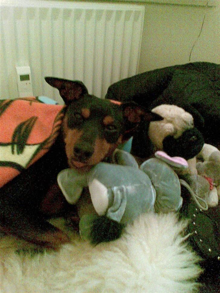 Dvaergpinscher Micki r.i.p mors prins aka-prinsen over alle prins - putter under tæppet billede 12