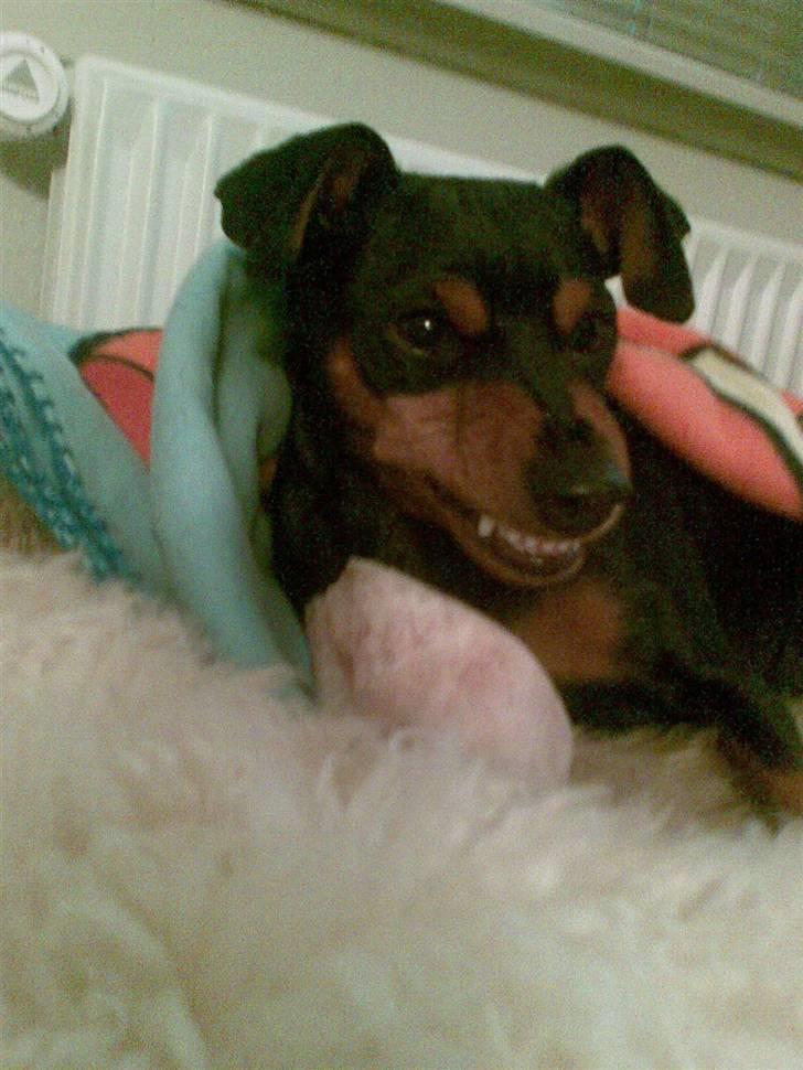 Dvaergpinscher Micki r.i.p mors prins aka-prinsen over alle prins - se hvor sur jeg kan blive grrrrr billede 13