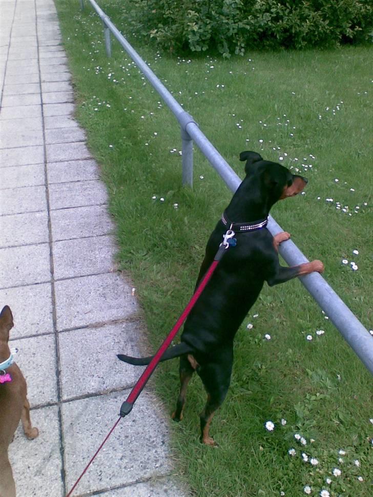 Dvaergpinscher Micki r.i.p mors prins aka-prinsen over alle prins - skulle lige se hvor mor blev af billede 14
