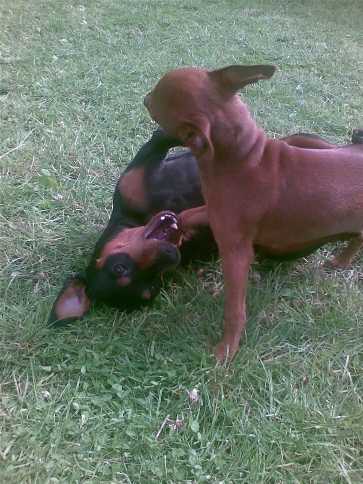 Dvaergpinscher Micki r.i.p mors prins aka-prinsen over alle prins - vi har det altså sjovt når vi leger billede 15