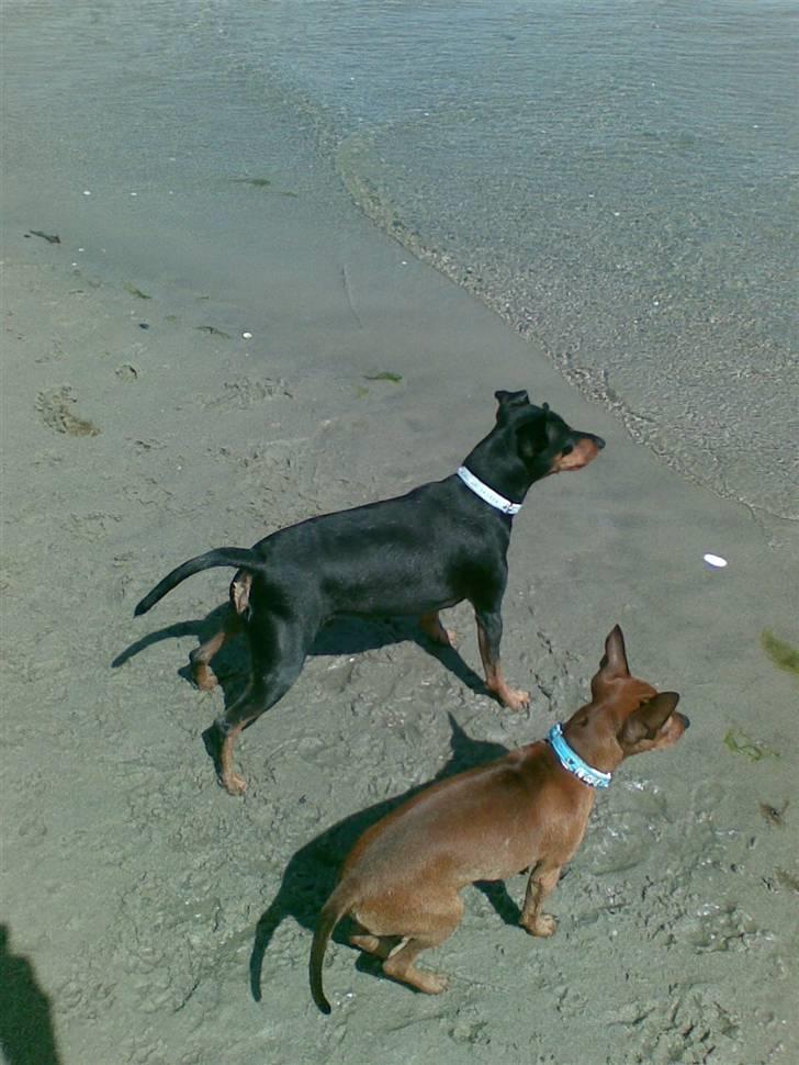 Dvaergpinscher Micki r.i.p mors prins aka-prinsen over alle prins - mon det farligt alt det vand, tænker micki, maya billede 16