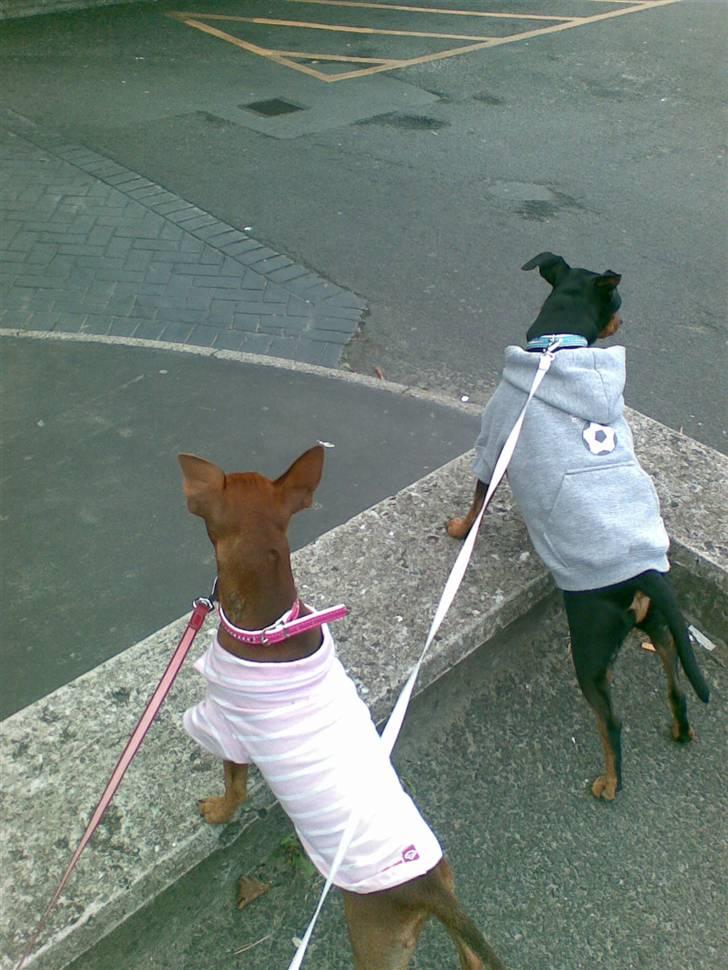 Dvaergpinscher Micki r.i.p mors prins aka-prinsen over alle prins - uhmm venter på mor kommer med mcdonald mad billede 17