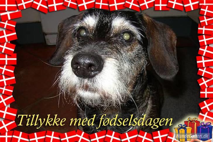 Blanding af racer Fister billede 12