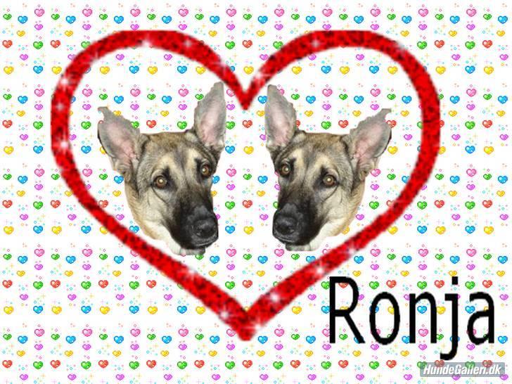 Blanding af racer Græsk gadehund, Ronja billede 19