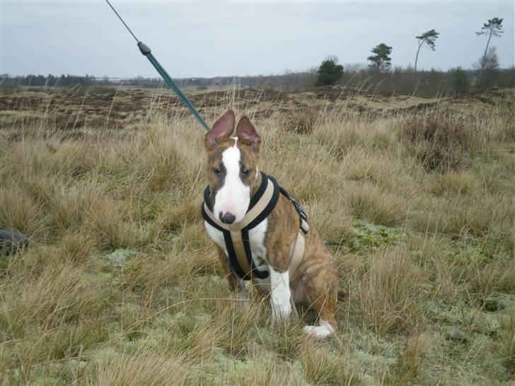 Bullterrier ODIN - Odin på heden billede 1