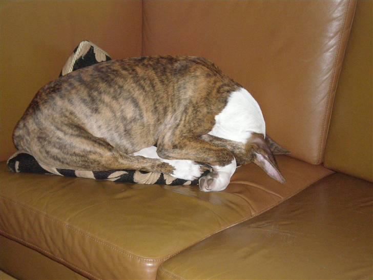 Bullterrier ODIN - Når Mor er gået, må man jo ligge selv på puden! billede 2