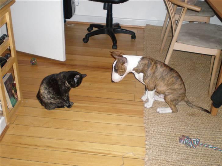 Bullterrier ODIN - Odin vil gerne lege med Tarzan,men det er ikke gengældt! billede 3