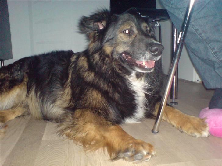 Blanding af racer Balti billede 1