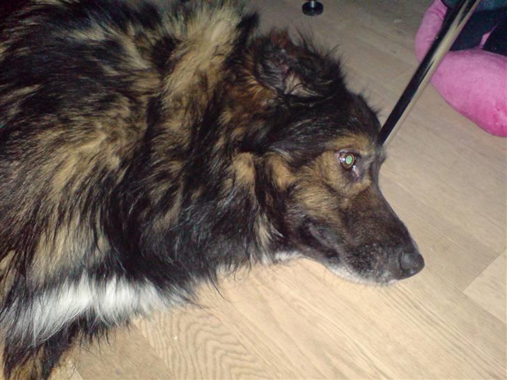 Blanding af racer Balti billede 2