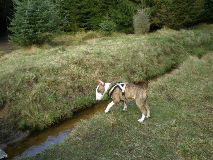 Bullterrier ODIN - Odin i hundeskoven! billede 4
