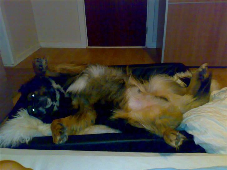 Blanding af racer Balti billede 5