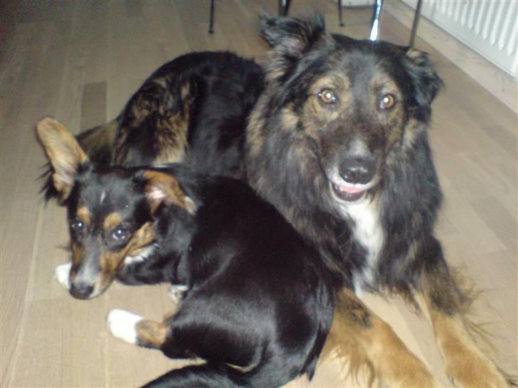 Blanding af racer Balti billede 6