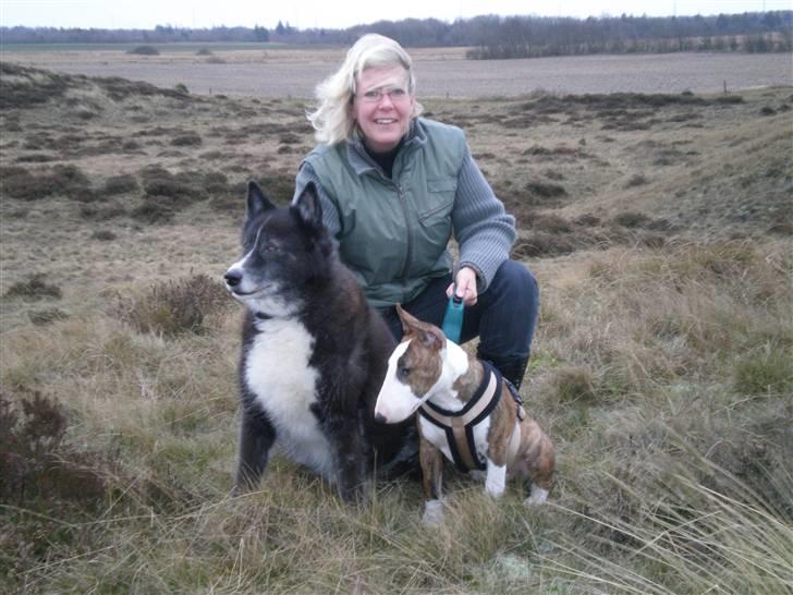 Bullterrier ODIN - Odin og Bjørn sammen med Mor,på heden billede 5
