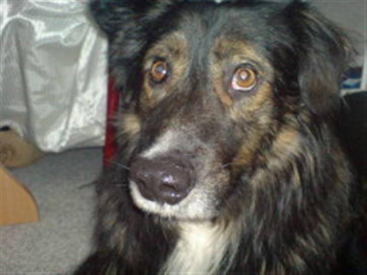 Blanding af racer Balti billede 7