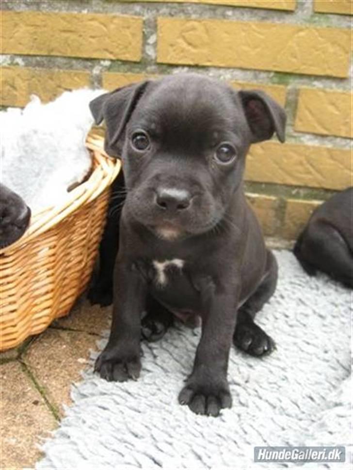 Staffordshire bull terrier Cino billede 1