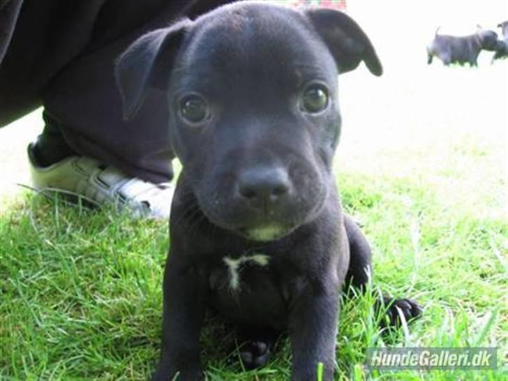 Staffordshire bull terrier Cino billede 2