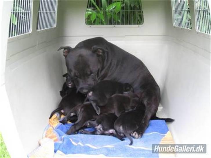 Staffordshire bull terrier Cino billede 3