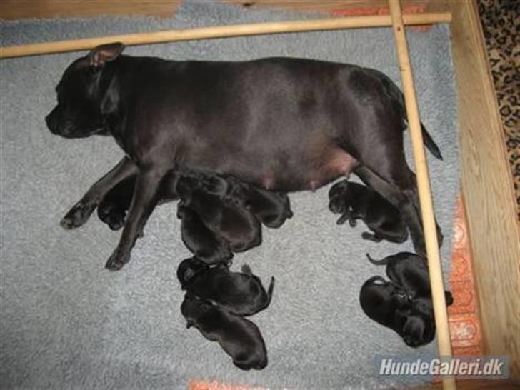 Staffordshire bull terrier Cino billede 5