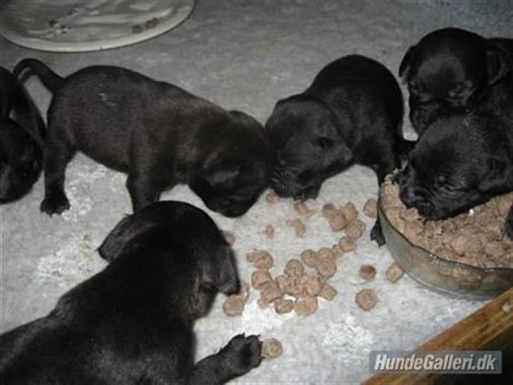 Staffordshire bull terrier Cino billede 6