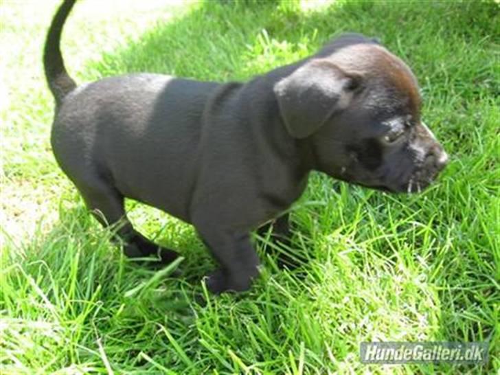 Staffordshire bull terrier Cino billede 7