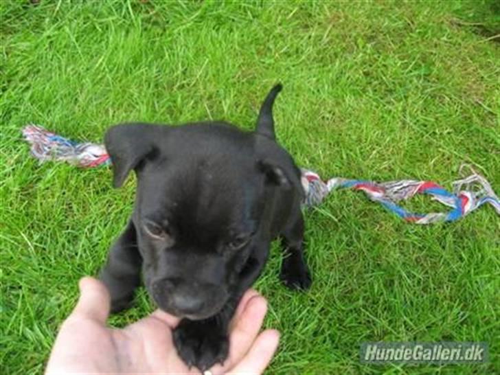 Staffordshire bull terrier Cino billede 8