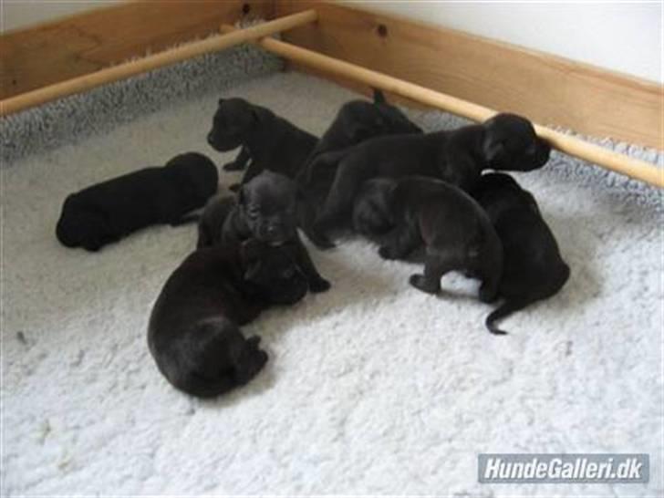 Staffordshire bull terrier Cino billede 9