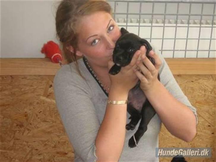 Staffordshire bull terrier Cino billede 10