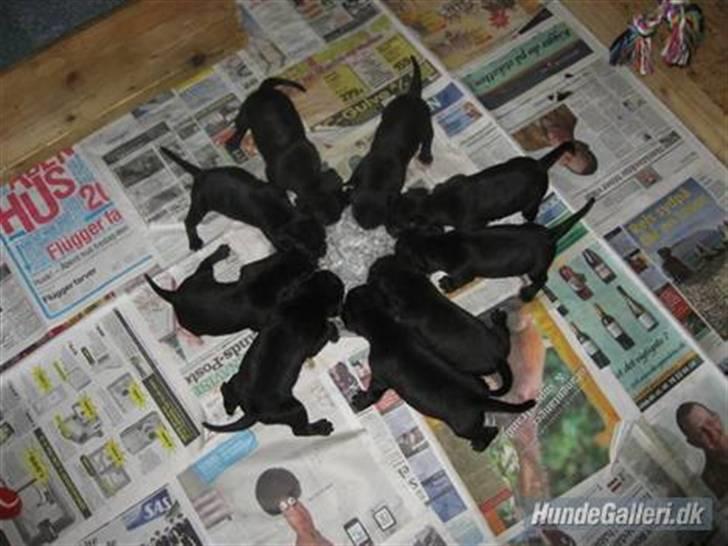 Staffordshire bull terrier Cino billede 11