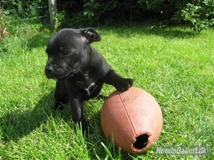Staffordshire bull terrier Cino billede 12