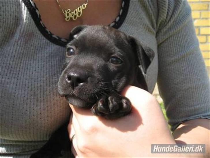 Staffordshire bull terrier Cino billede 13