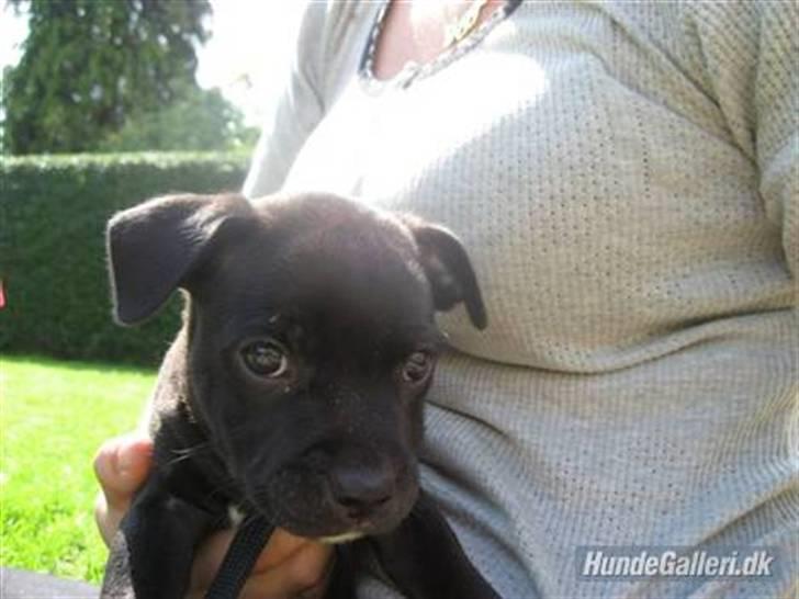 Staffordshire bull terrier Cino billede 14