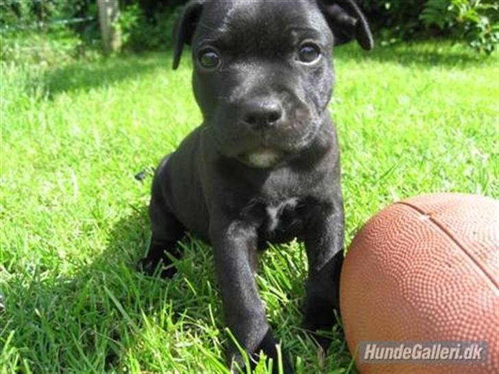 Staffordshire bull terrier Cino billede 16