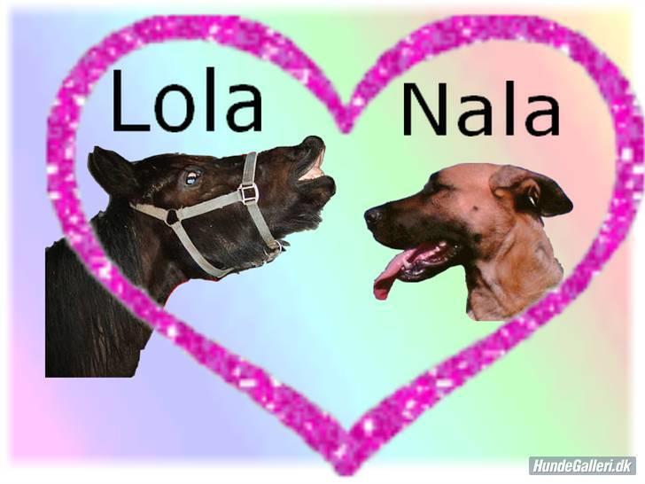 Blanding af racer Nala billede 11