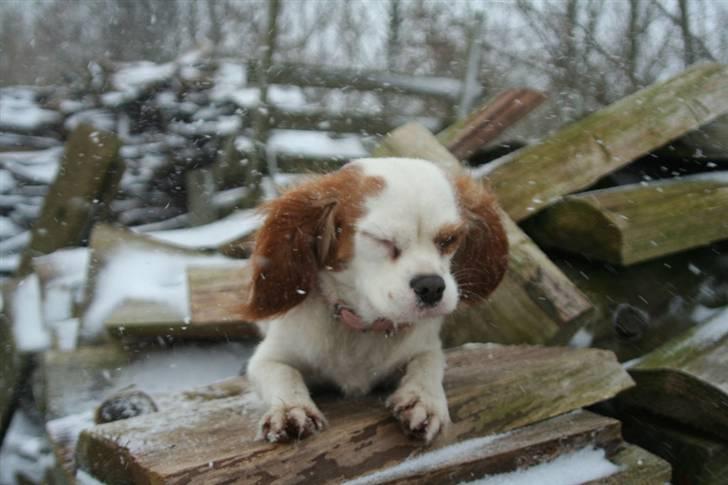 Cavalier king charles spaniel Pipi - Jeg kan ikke se noget!!! ;o( billede 14