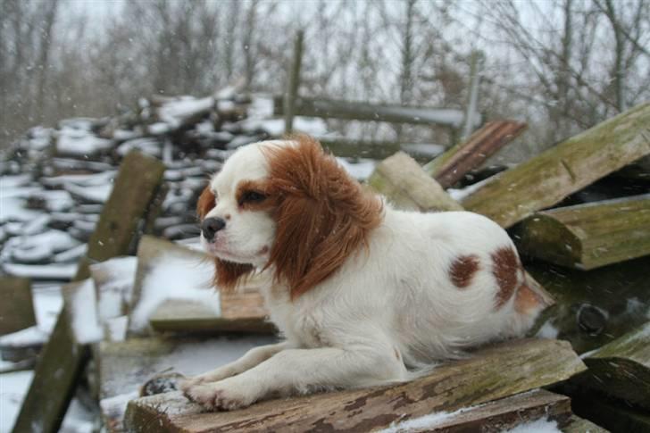 Cavalier king charles spaniel Pipi - Det var bedre sådan her... ;o) billede 15