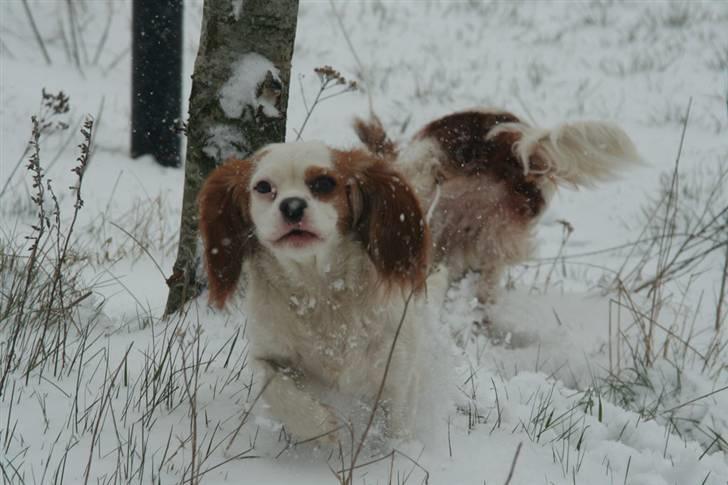 Cavalier king charles spaniel Pipi - HEJ! :o) billede 16
