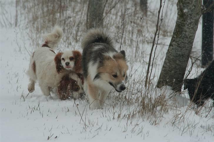 Cavalier king charles spaniel Pipi - Sagde du noget?!  billede 17