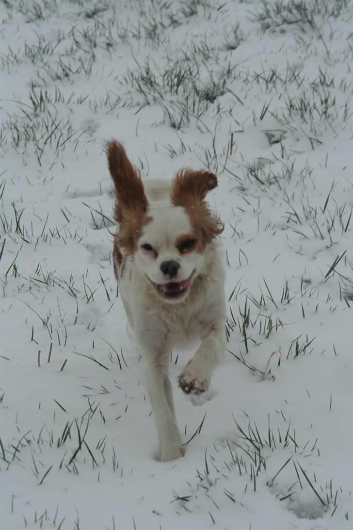 Cavalier king charles spaniel Pipi - Kommer!!! Hihihihihi billede 18