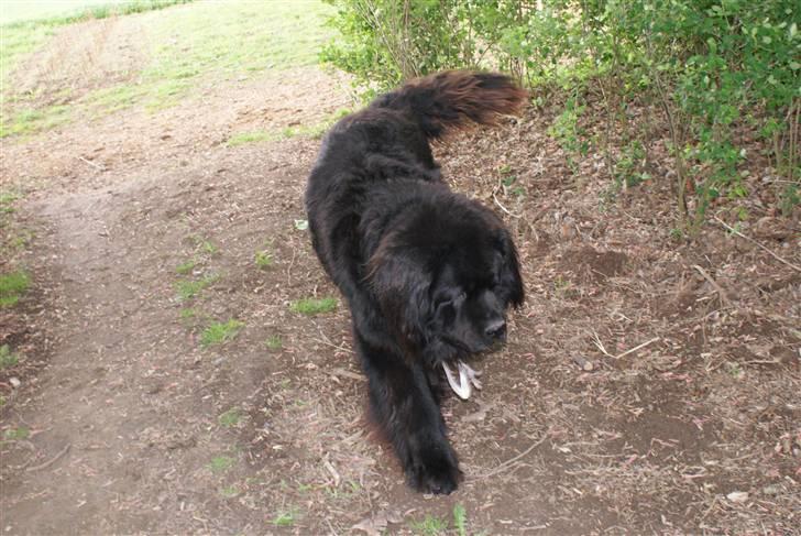 Newfoundlænder Tasso <3 R.I.P bedste! billede 16